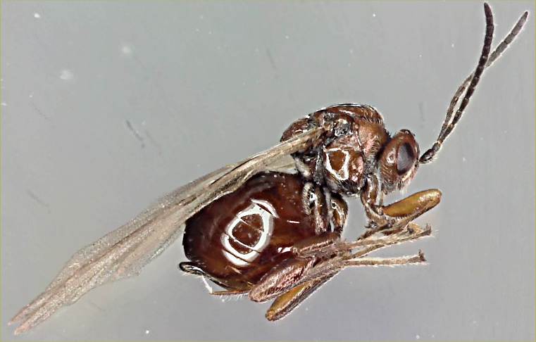 Andricus quadrilineatus.jpg